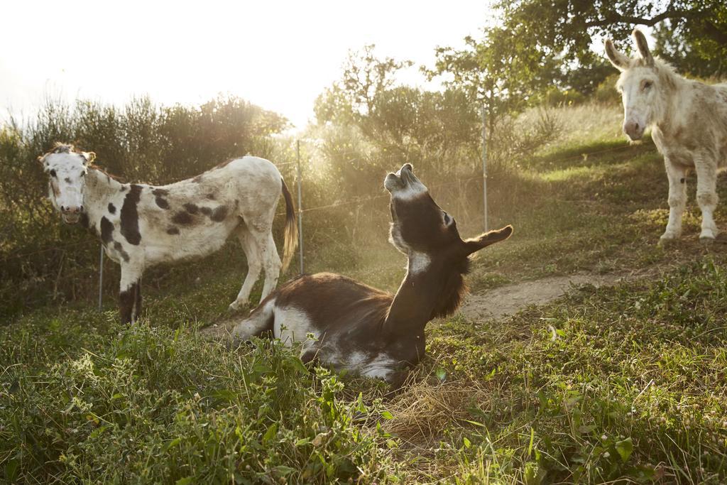 Agriturismo Ca' Del Ciuco Vezzano sul Crostolo Dış mekan fotoğraf